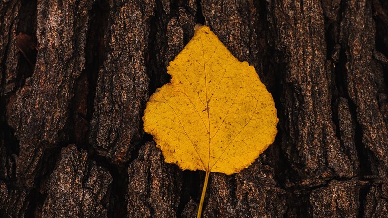 Yellow Leaf on Tree Bark