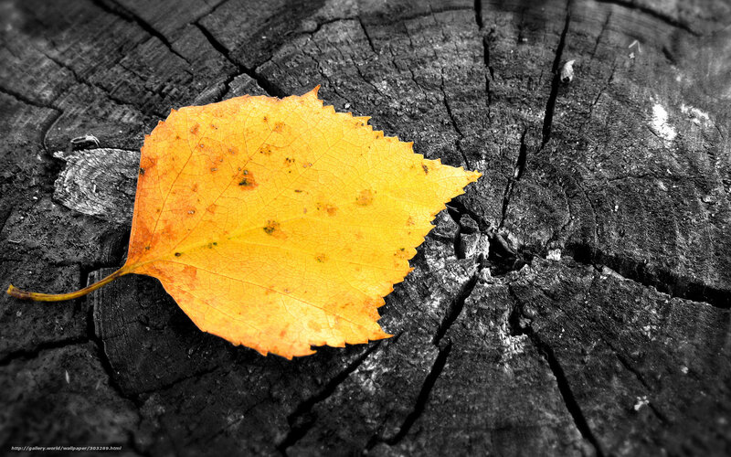 Yellow leaf on tree stump