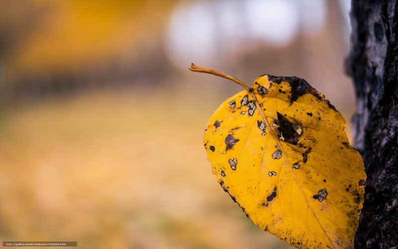 Yellow leaf on tree trunk