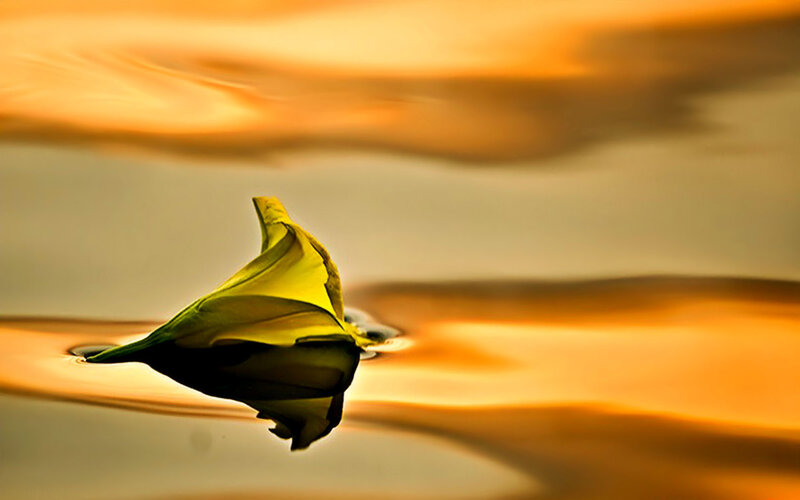 Yellow leaf on water at sunset