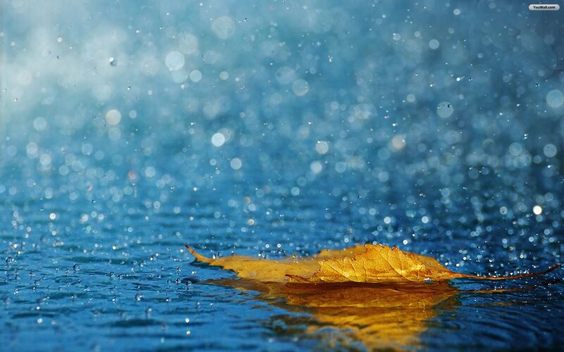 Yellow Leaf on Water — Blue