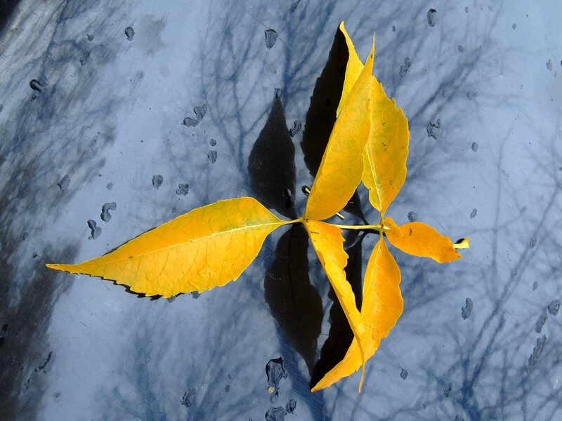 Yellow leaf on water surface
