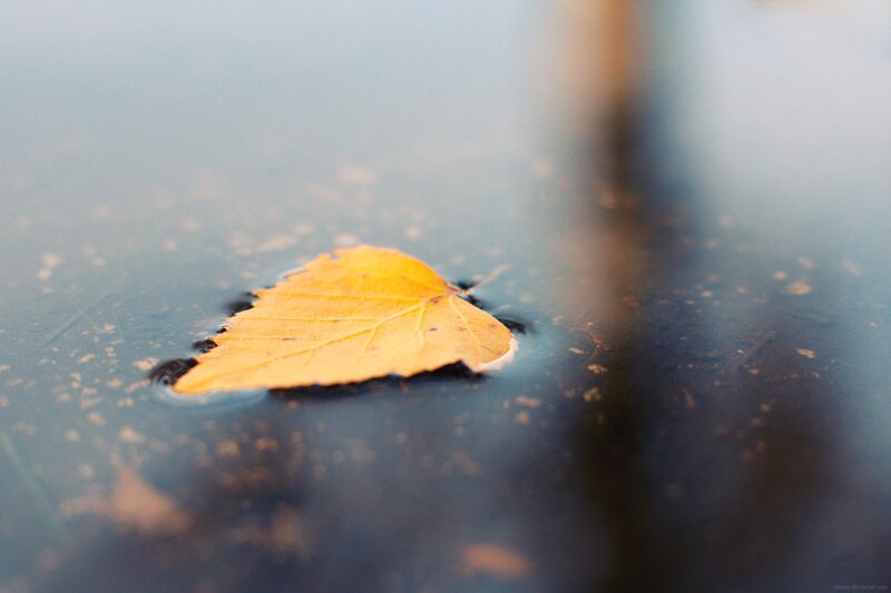 yellow leaf on water