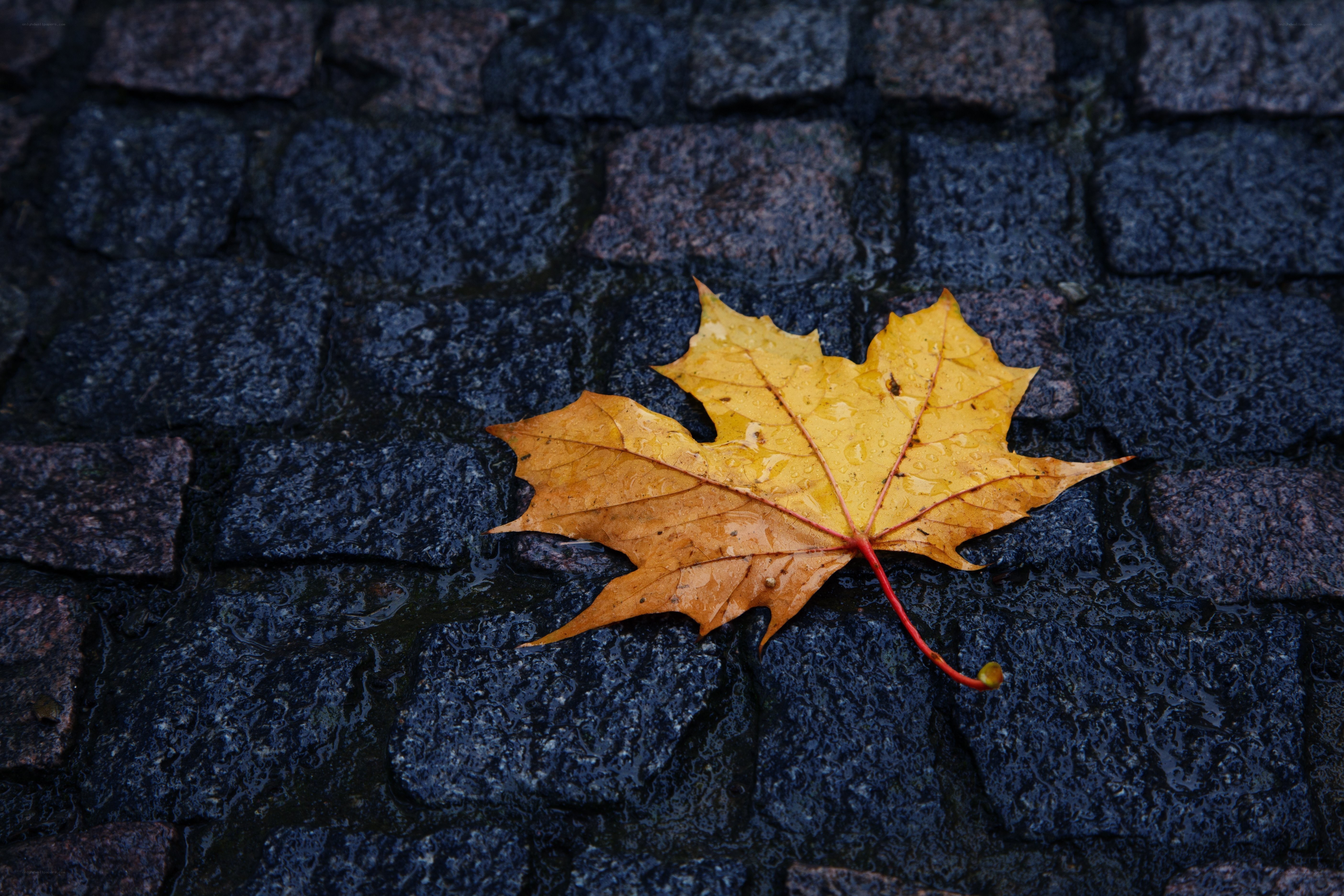 Yellow leaf on wet cobblestones