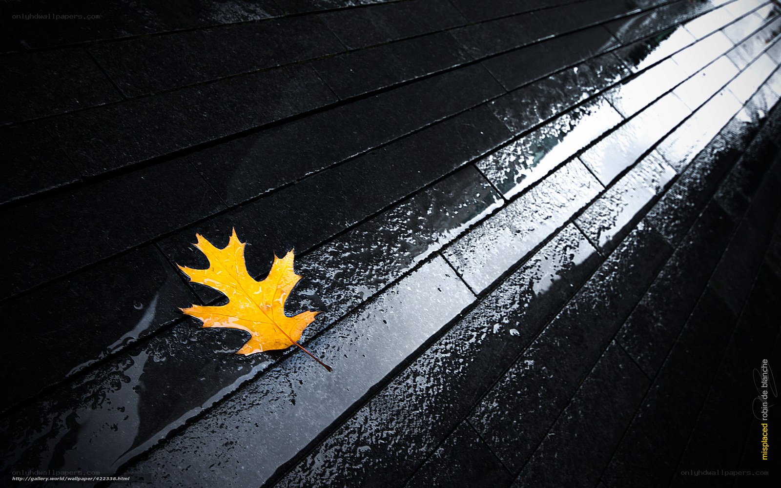 Yellow leaf on wet pavement