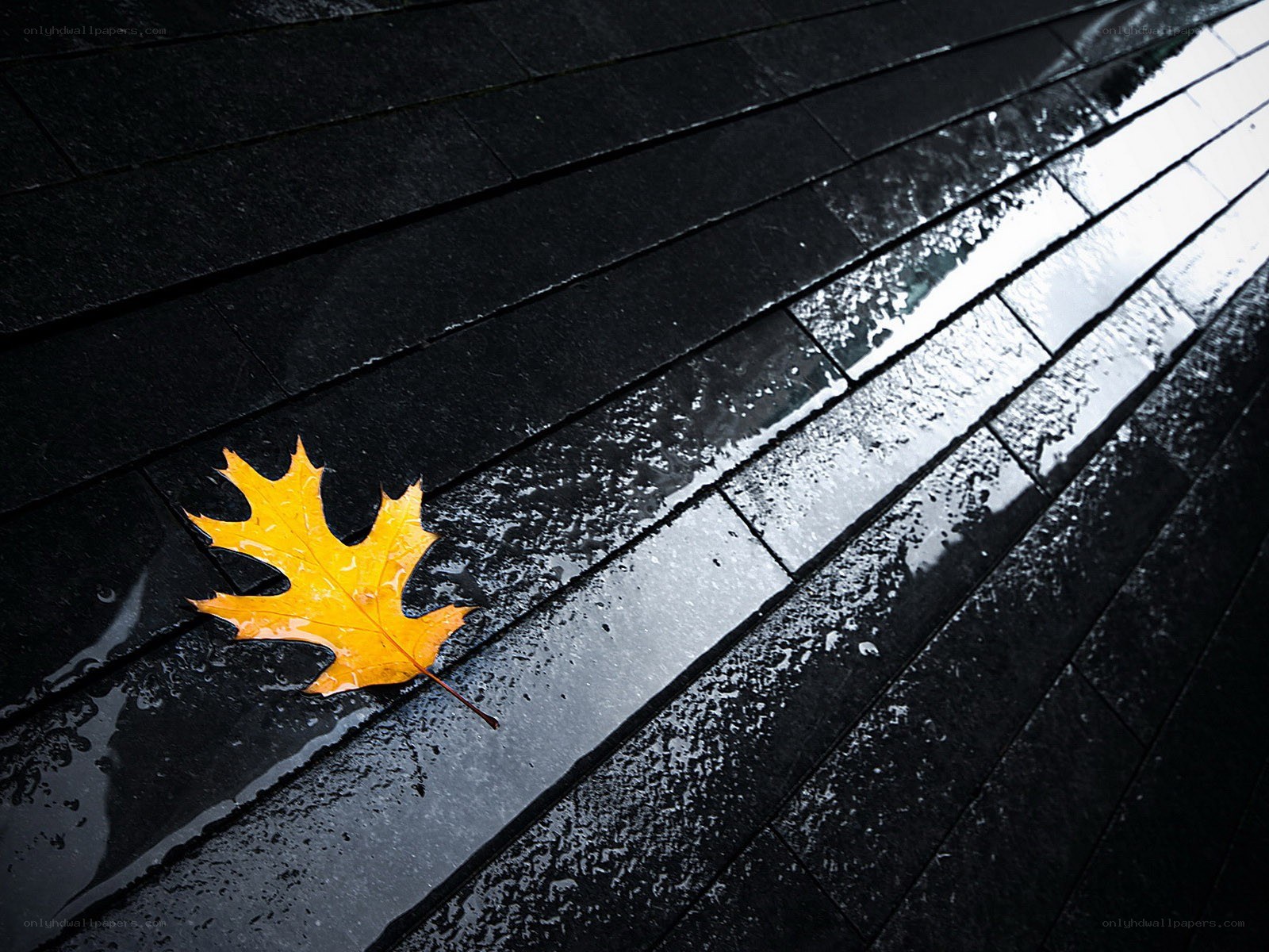 Yellow leaf on wet pavement