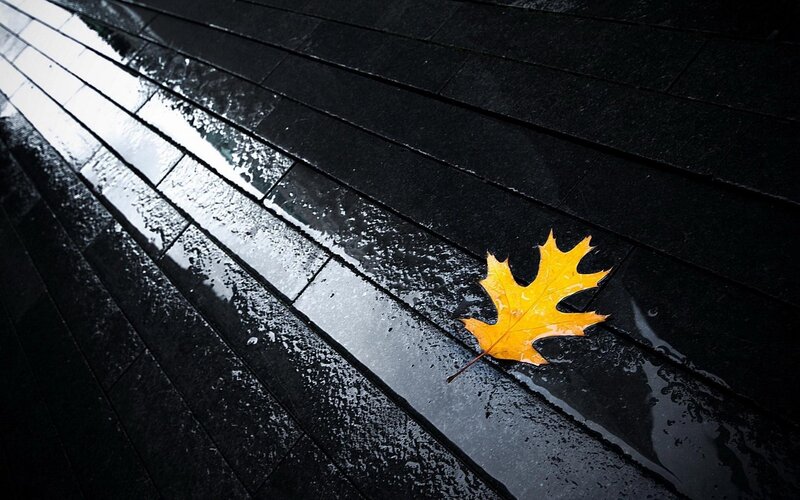 yellow leaf on wet pavement