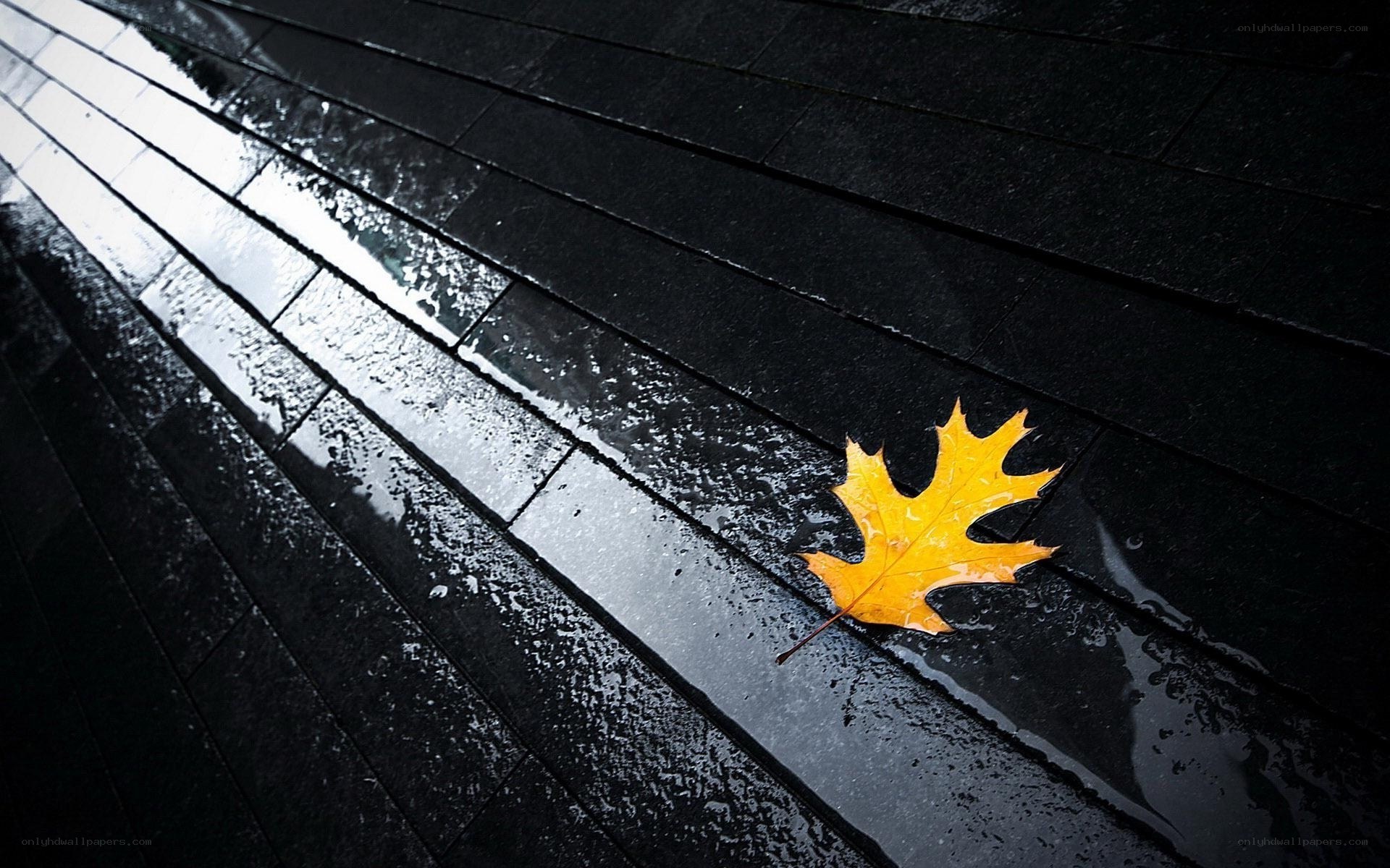 yellow leaf on wet pavement