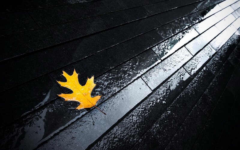 Yellow Leaf on Wet Pavement — Black, Dramatic