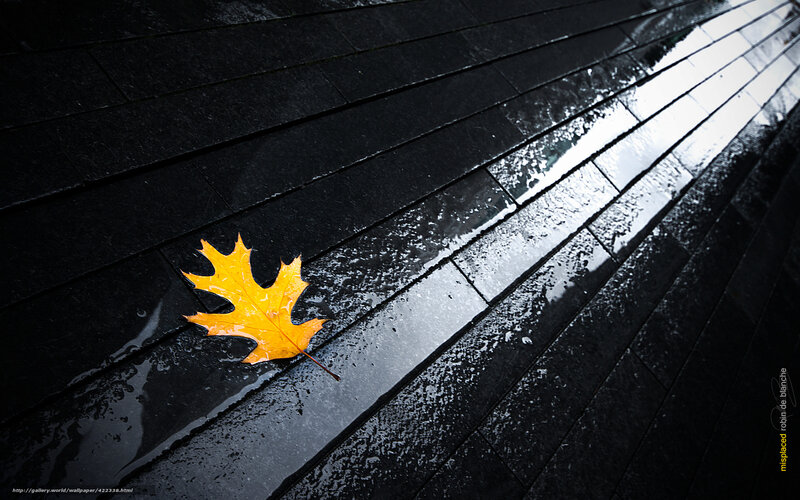 Yellow Leaf on Wet Pavement — Black