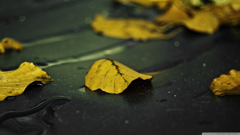 Yellow Leaf on Wet Surface — Calm, Autumn