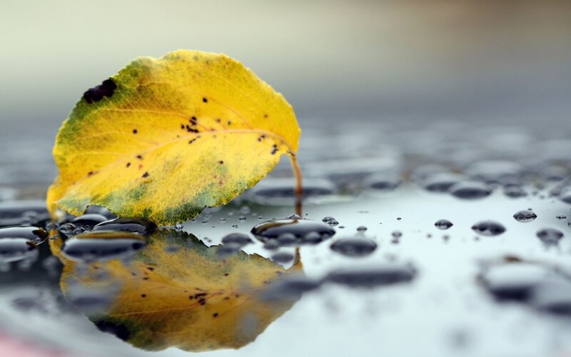 Yellow Leaf on Wet Surface — Calm