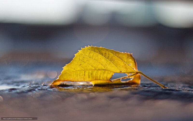 Yellow leaf on wet surface