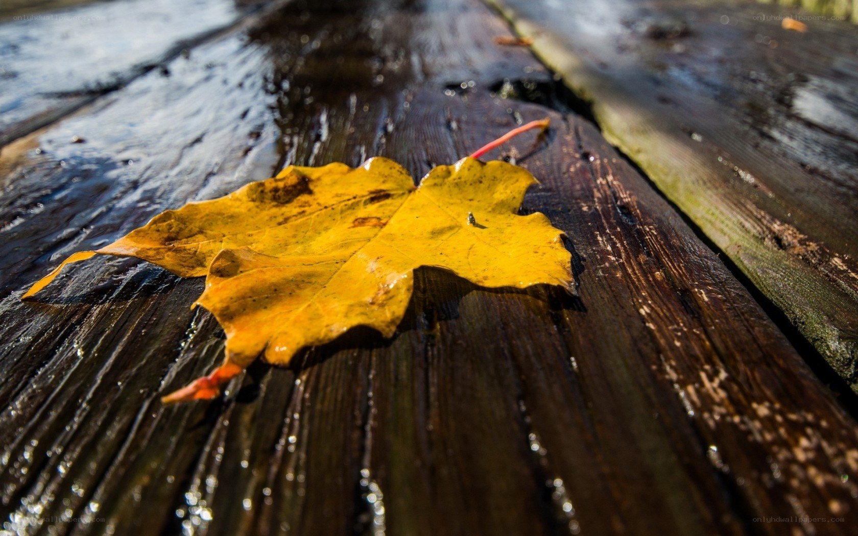 Yellow leaf on wet wood