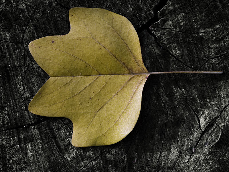 Yellow Leaf on Wood — Dramatic