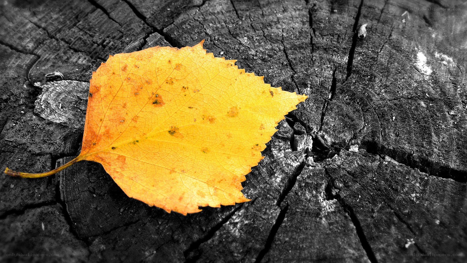 yellow leaf on wood