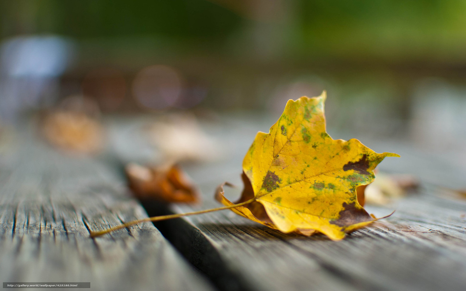 Yellow leaf on wooden surface