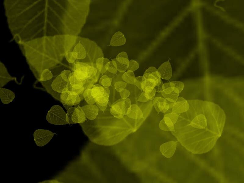 Yellow leaf overlay effect
