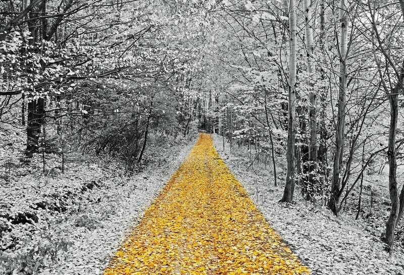 Yellow Leaf Path