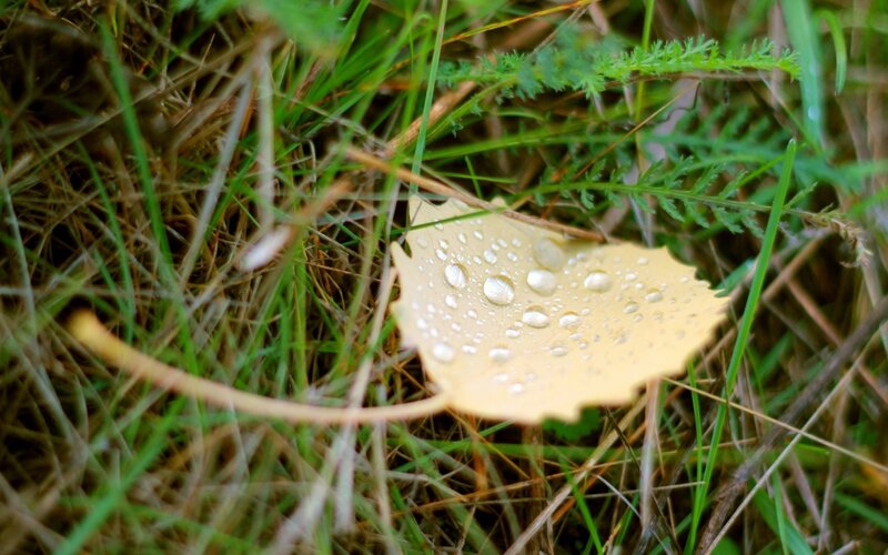 Yellow Leaf with Dew Drops