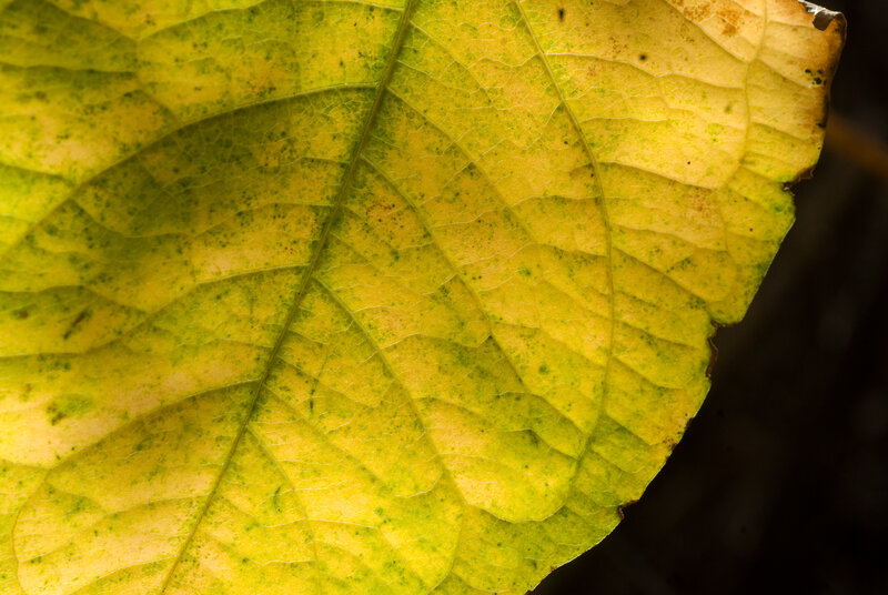 yellow leaf with green spots