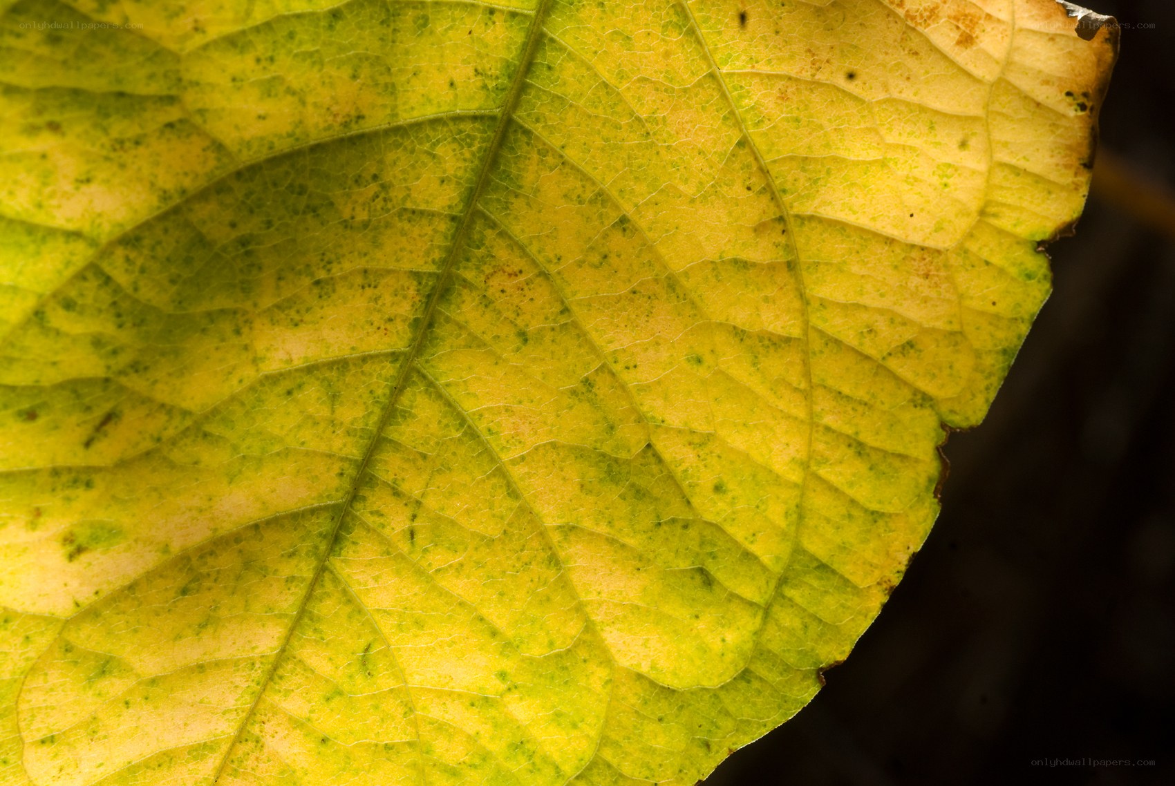 yellow leaf with green spots