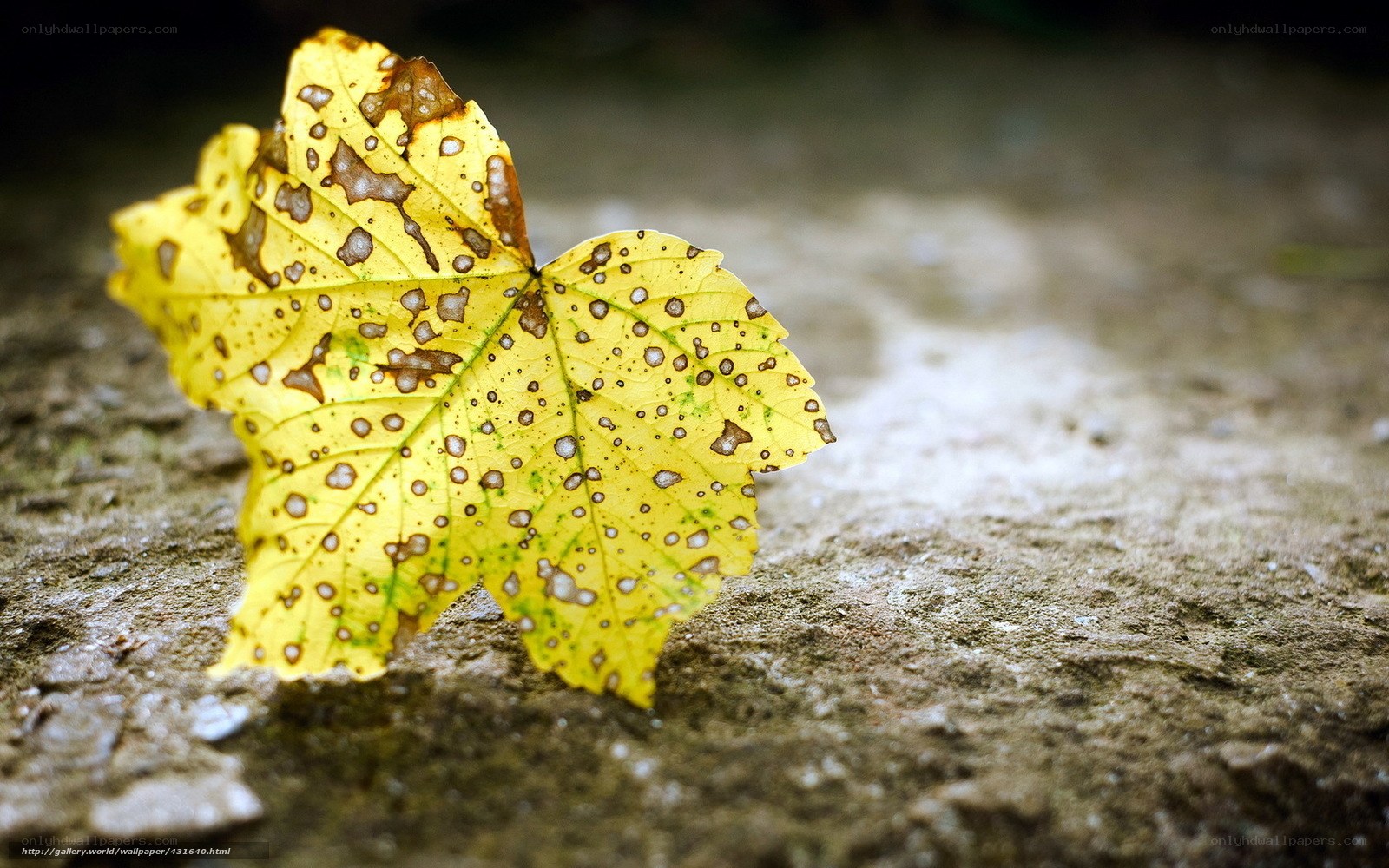 Yellow leaf with spots on ground