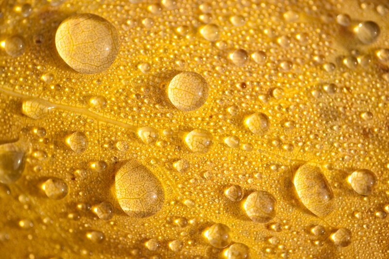 Yellow Leaf with Water Droplets — Calm, Autumn