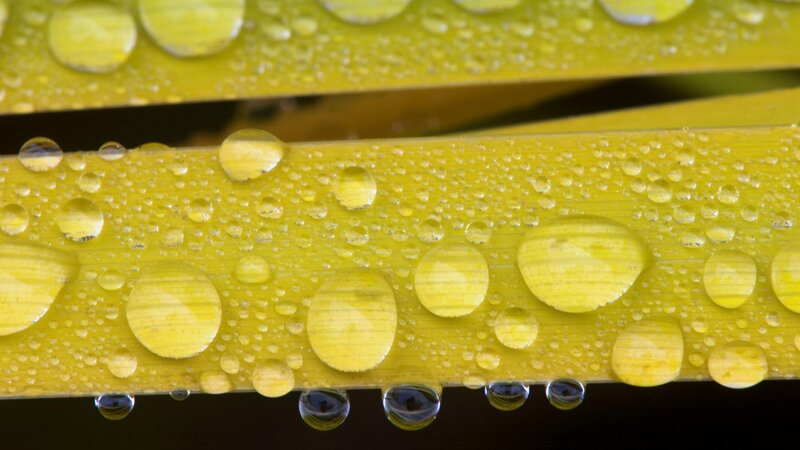 Yellow Leaf with Water Droplets — Calm, Photograph