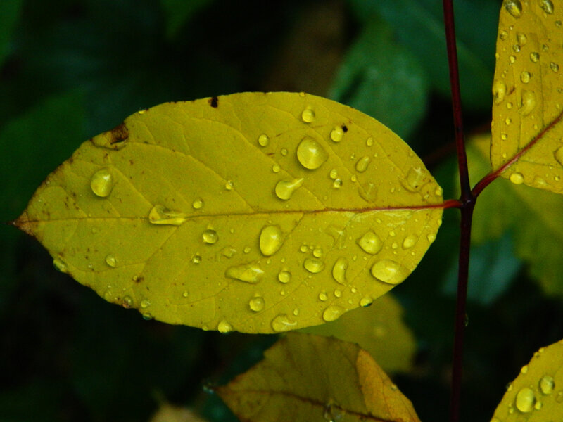 Yellow Leaf with Water Droplets — Calm