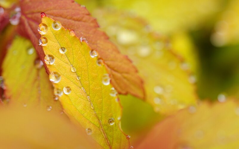 Yellow Leaf with Water Droplets — Serene, Autumn