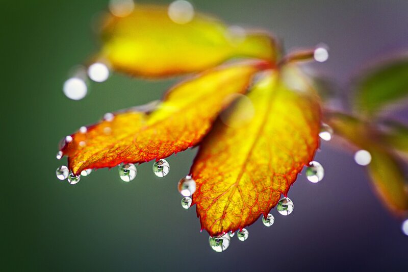 Yellow Leaf with Water Droplets — Serene