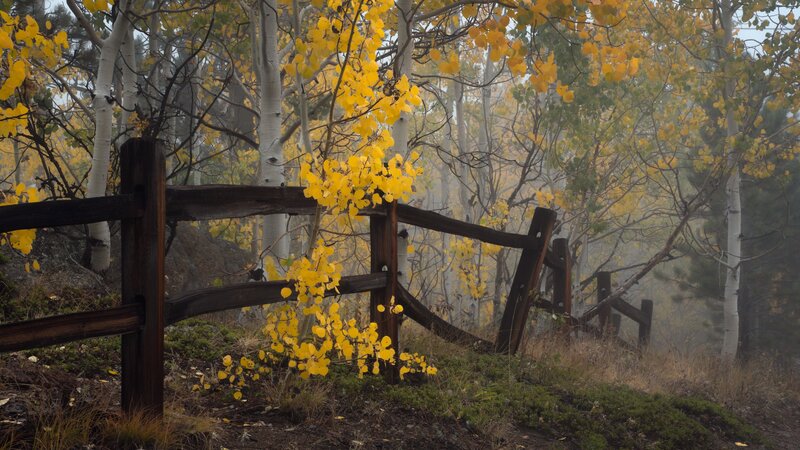 Yellow-leafed Aspen Trees