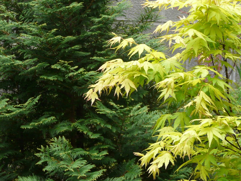 Yellow-leafed Maple Tree