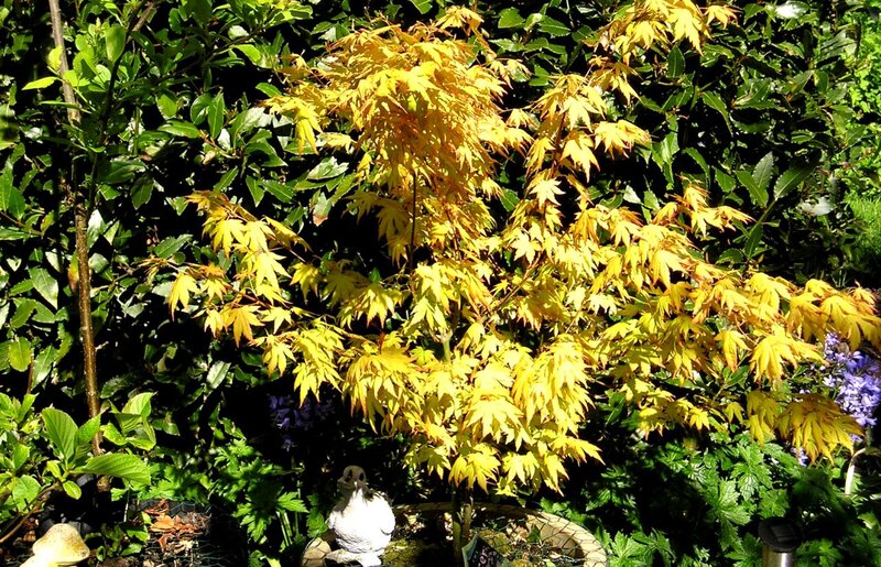 Yellow-leafed Maple Tree — Yellow