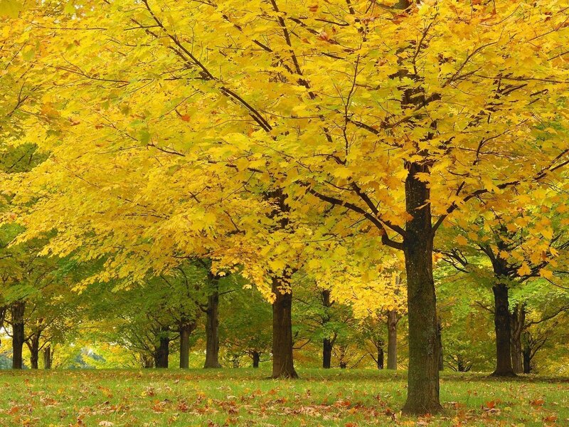 Yellow-leafed Maple Trees