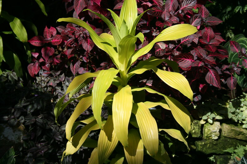 Yellow-leafed Plant