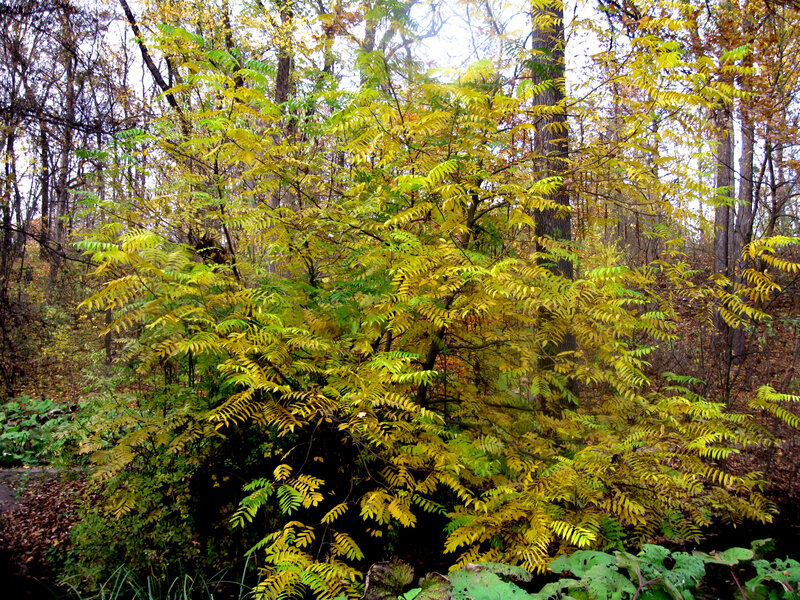 Yellow-leafed Shrub in Forest
