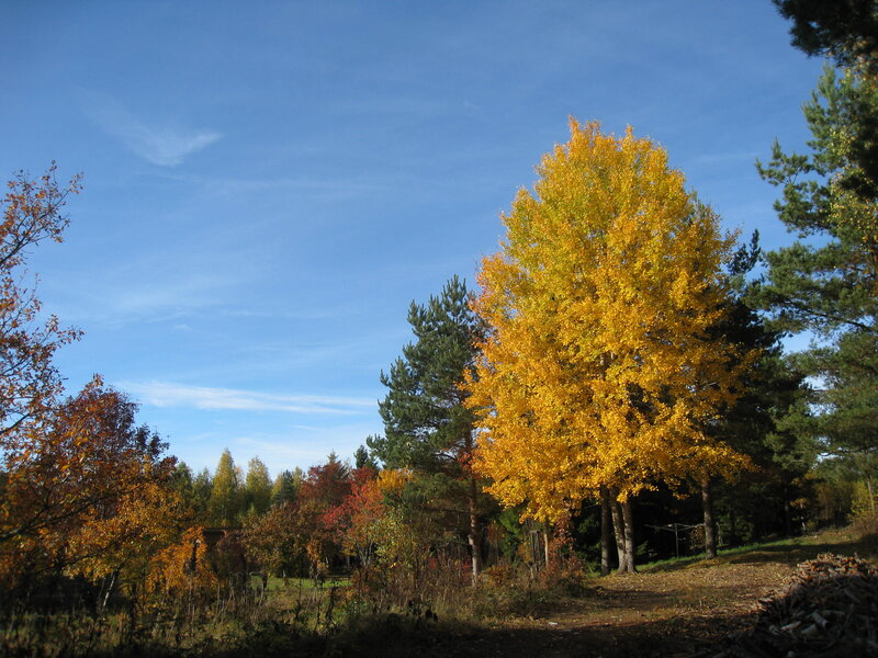 Yellow-leafed Tree — Blue