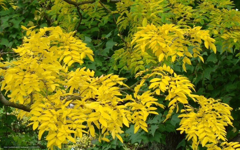 Yellow-leafed tree branches