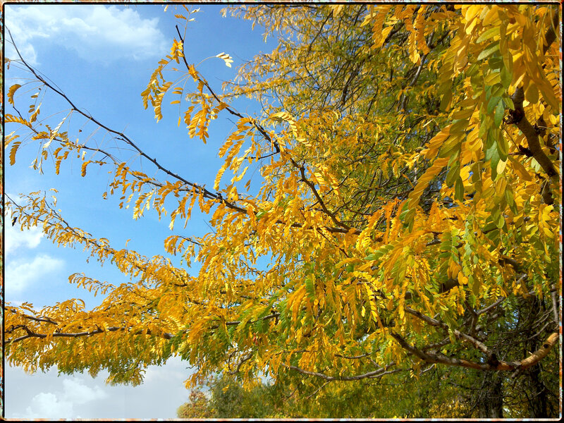 Yellow-leafed Tree Branches — Yellow