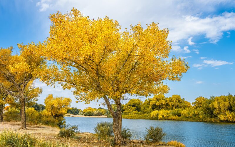Yellow-leafed Tree by River