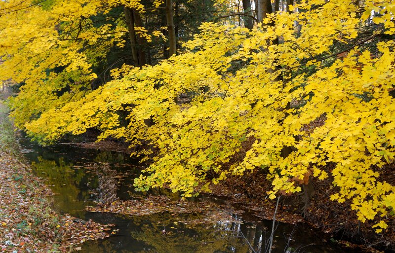 Yellow-leafed Tree by Stream