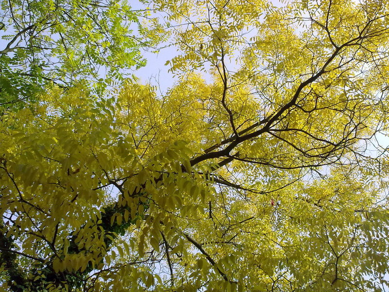 Yellow-leafed Tree Canopy