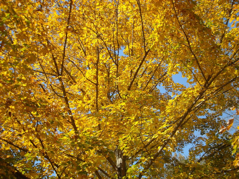 Yellow-leafed Tree Canopy — Yellow
