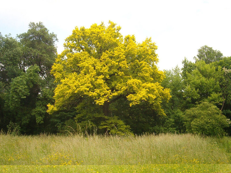 Yellow-leafed tree in a field