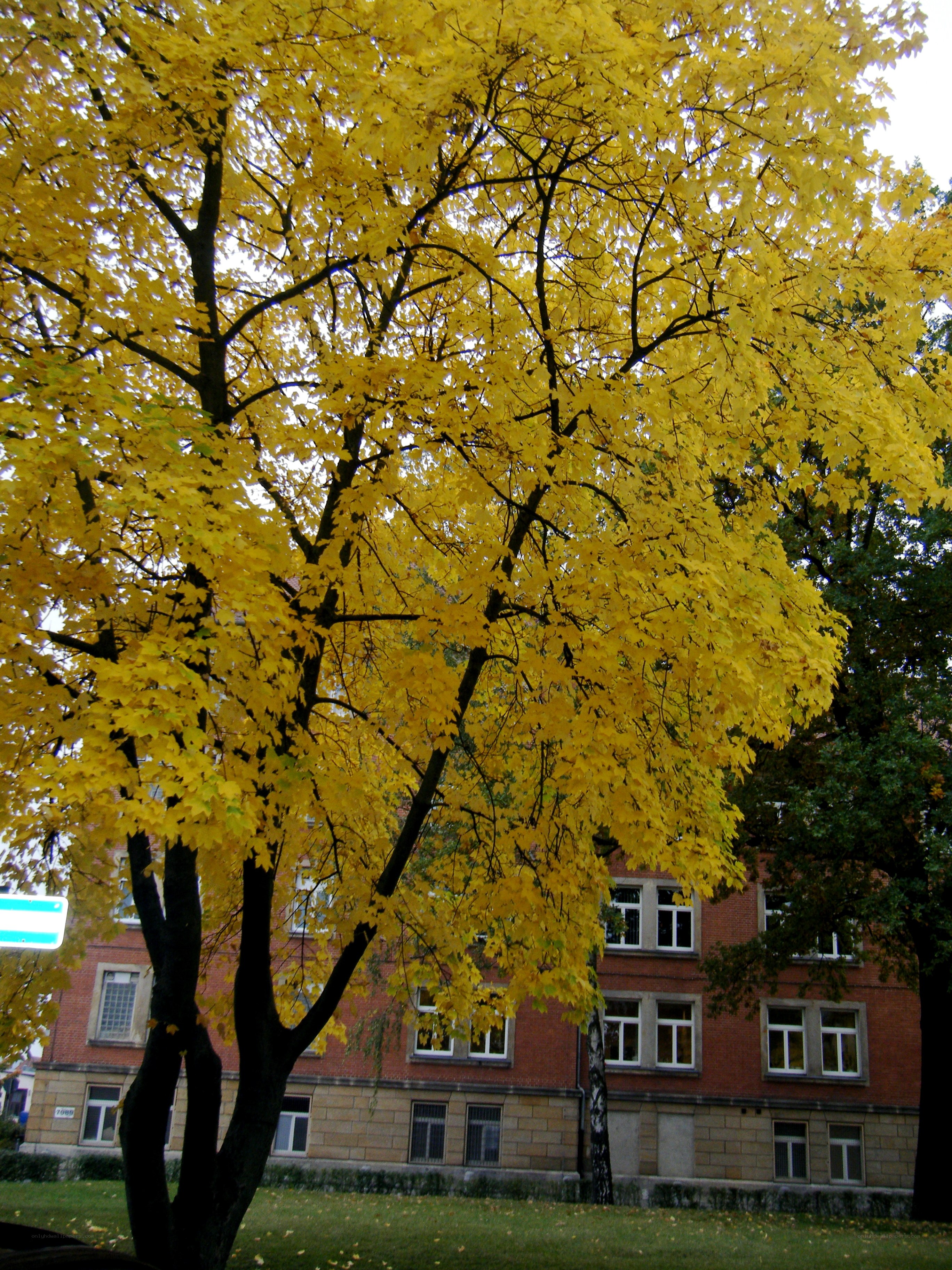 Yellow-leafed tree in autumn