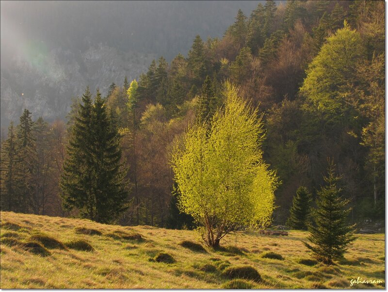 Yellow-leafed Tree in Field