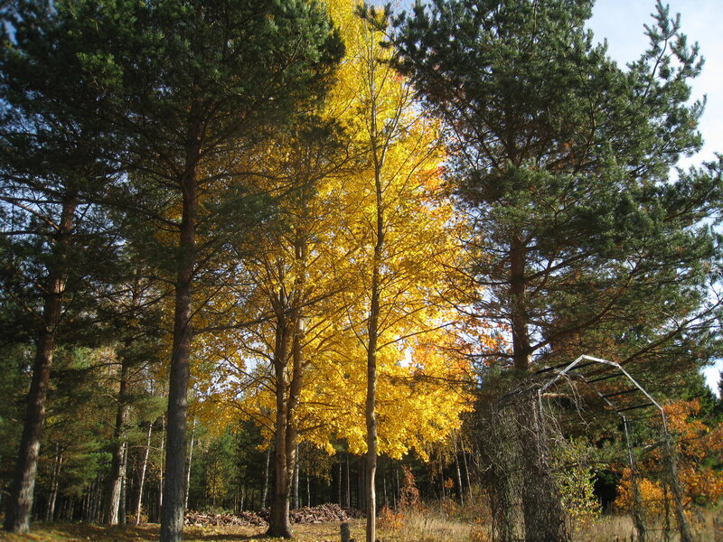 Yellow-leafed Tree in Forest