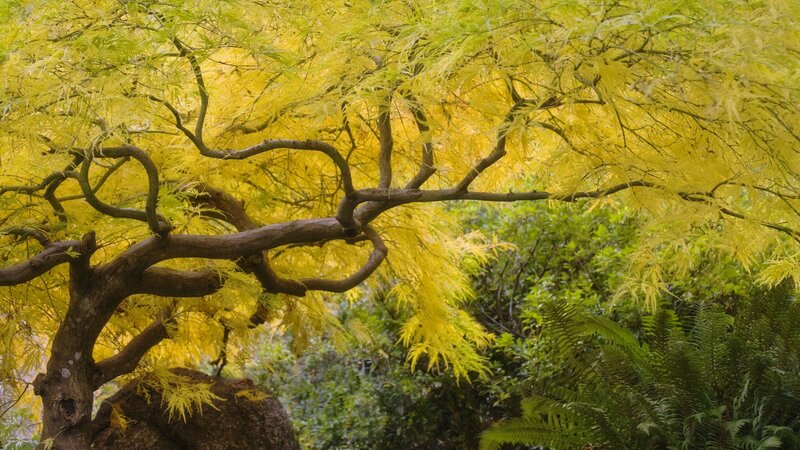 Yellow-leafed tree in garden